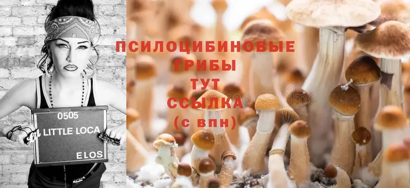 Галлюциногенные грибы Psilocybe  цена   Зверево 